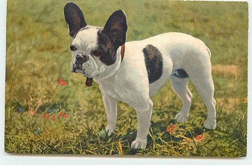 Dogs french bulldog - french,