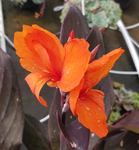 Canna cannova bronze orange - canna, cannova®