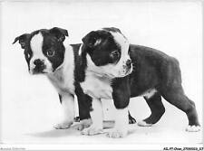 AILP7-0671 - DOG - Two Puppies - Boston Terrier