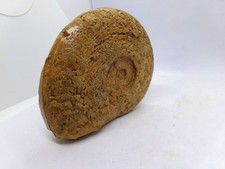 Magnifique ammonite fossile de  Caen