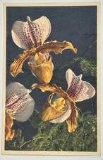 Vintage Orchid Postcard Paphiopedilum Cypripedium Hybrid Switzerland