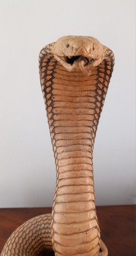 Taxidermie cobra serpent - taxidermie,