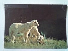 CPSM. La Lozère lambs 