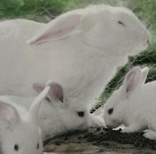 White Rabbit Her Babies Bunny Bunnies Pets Farm Caged Cage Photo Stereoview A404