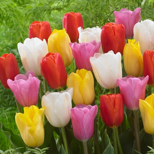 Tulipes bulbes rustique - tulipes,