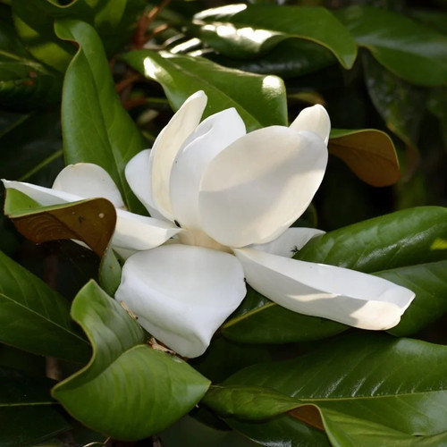 Magnolia grandiflora alta - grandiflora, 'alta'®