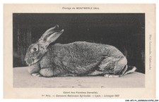 CAR-AFIP1-0018-01 - Elevage de