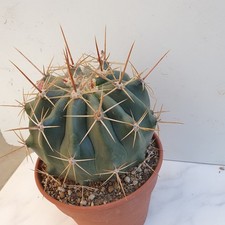 Cactus - FEROCACTUS  diguettii