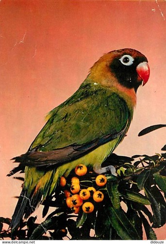 Carte postale animaux - postale,