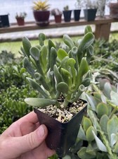 CRASSULA OVATA ‘ORGE’S EARS’!
