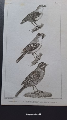 Gravure buffon oiseau le - 19°,
