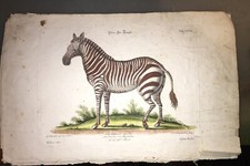 GRAVURE EN COULEURS :LE ZÈBRE