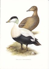 Planche 154 Histoire Naturelle Oiseaux : Eider à Duvet