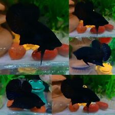 Super Black Halfmoon Plakat Male - IMPORT LIVE BETTA FISH FROM THAILAND