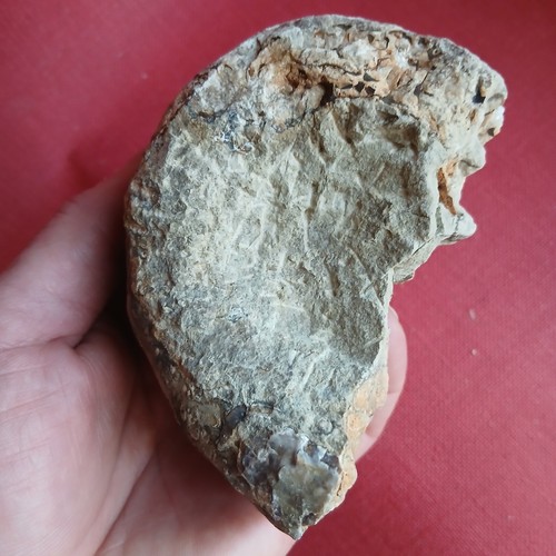 Nautile fossiles france - fossiles,