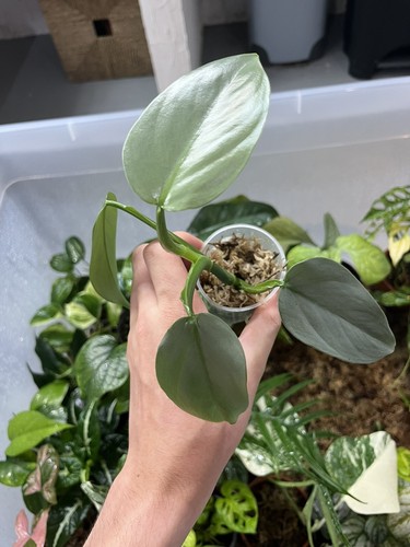 Philodendron silver sword - philodendron,