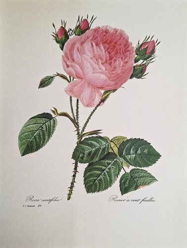 Rosier cent feuilles - feuilles, |