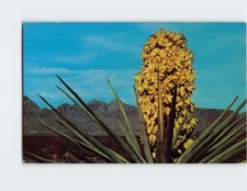 Postcard Beautiful Yucca State Flower of New Mexico USA