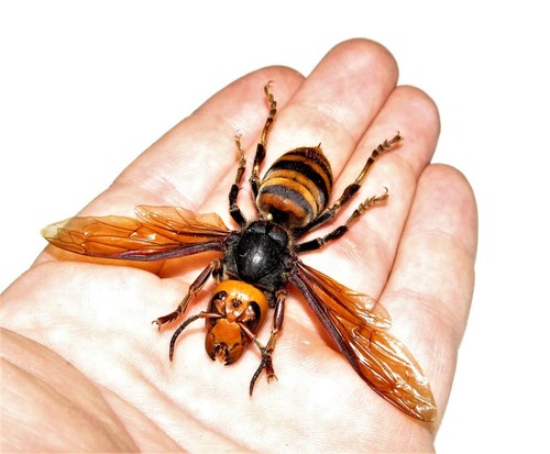 Vespa mandarinia wings spread - vespa,