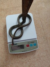 Sepent Cobra Pied De Lampe En