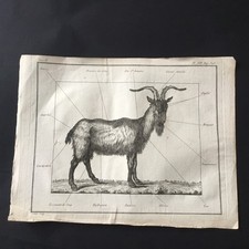 Gravure XVIIIè Anatomie du