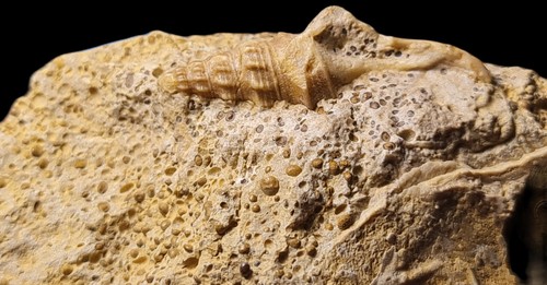 Rare gasteropode pietteia - rare,
