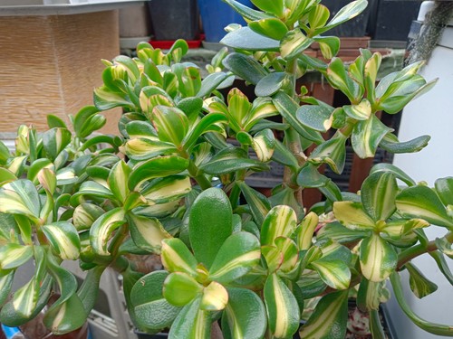 Crassula ovata mikaeri - crassula,