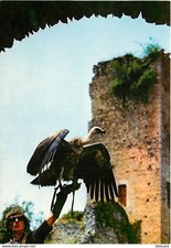 Animals - Birds - Raptors - Beaucens Castle - Eagle Dungeon - Vulture