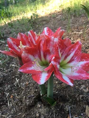 Large amaryllis bulbs - 4,