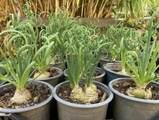 Albuca Spiralis 20 Graines