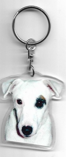 Jack russel chien - jack, porte