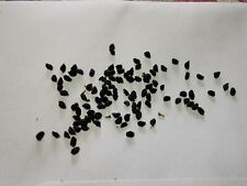 Poireaux Perpétuels (60