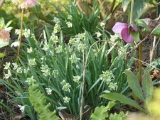 Galanthus Blewbury tart (lot