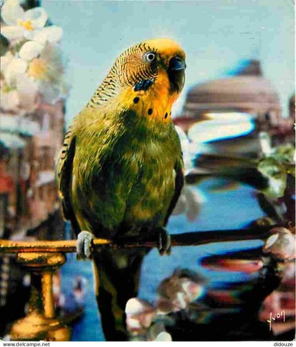 Postcard animals birds - -,