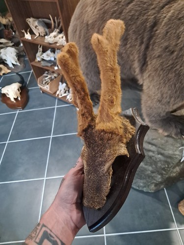 Trophée chevreuil en - trophée, de