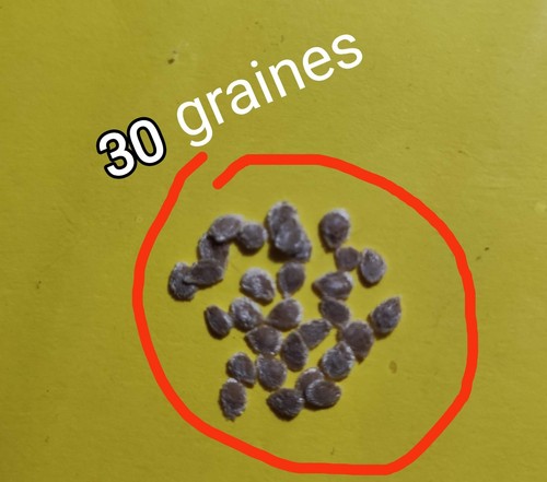 Graines tomates ancienne - de,