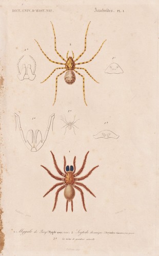 Mygale quoyi araignées - mygale,