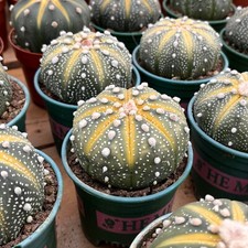 3.5'' Astrophytum Asterias Variegated, Live Cactus Plants,Rare Plants