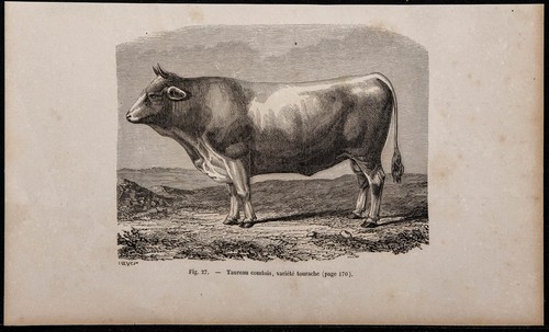 1860 taureau comtois - -,