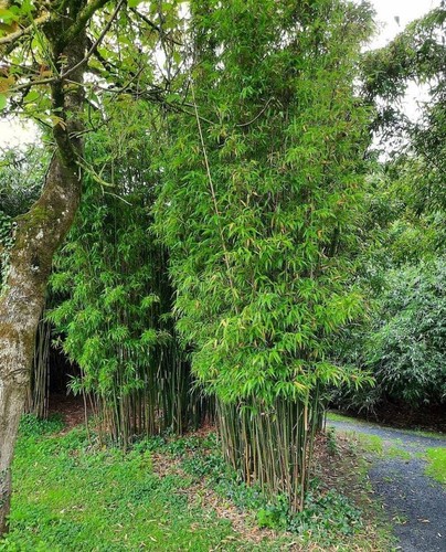 Graines fargesia fungosa - graines,