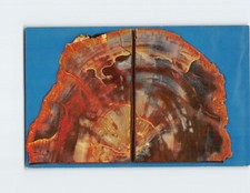 Postcard Partial cross section of Petrified Araucaria Pine, Northern Arizona