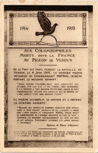 Cpa aux colombophiles - ak,