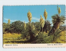 Postcard Mojave Yucca