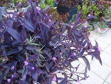 misére pourpre + plante