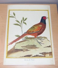 Faisan de France. Pheasant.  Martinet. Buffon. 1786.