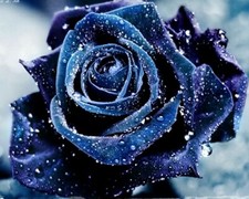 RARE 10x graine de Rosier