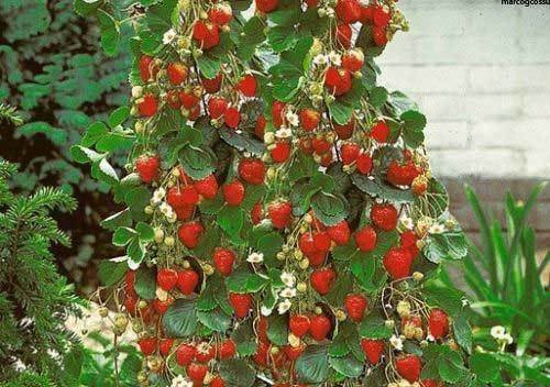 Graines fraise grimpante - graines,