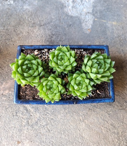 Haworthia cymbiformis easy - haworthia,
