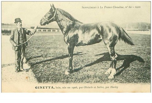 hippisme.n°35992.ginetta.baie