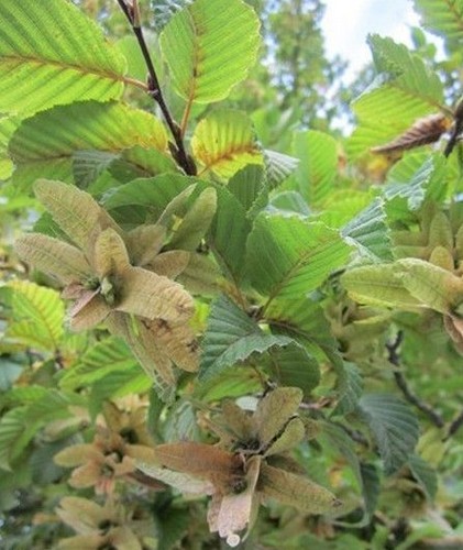 Charme commun carpinus - ♫, -carpinus